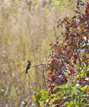Olive sided Flycatcher 4006